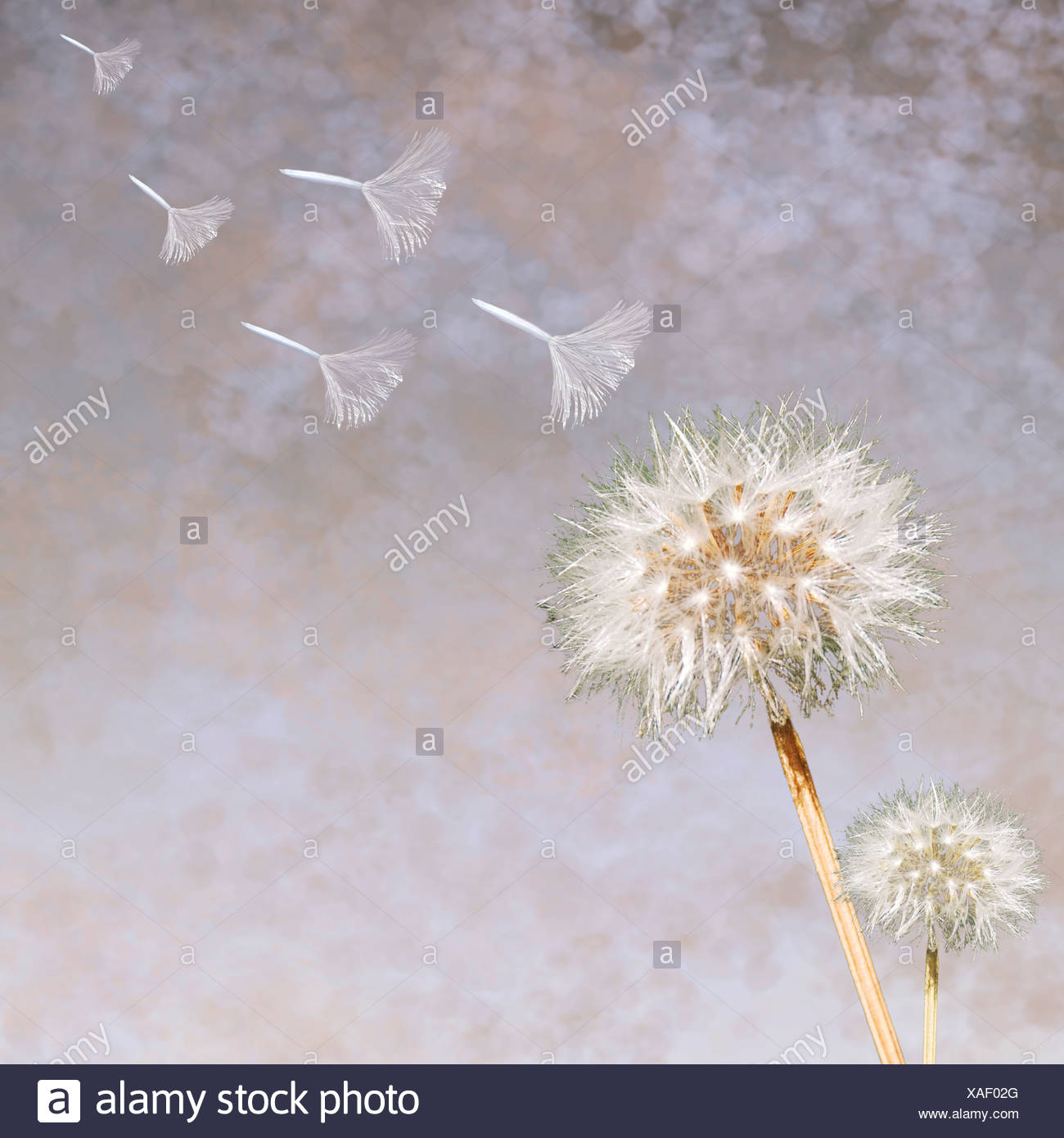 Dandelion Blowing In The Wind Stock Photos & Dandelion Blowing In The