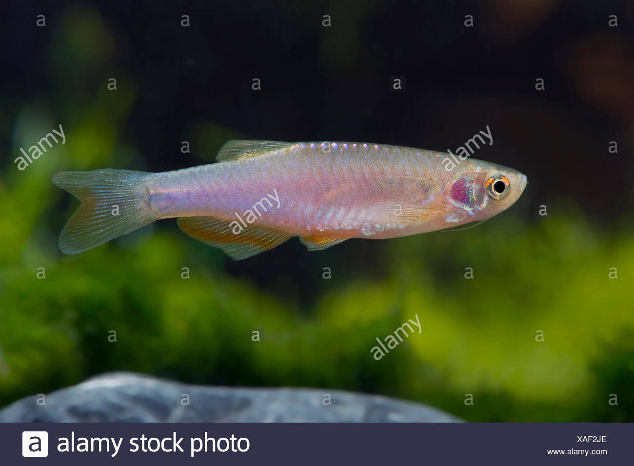 Aquarium With Pearl Danio High Resolution Stock Photography and Images Alamy