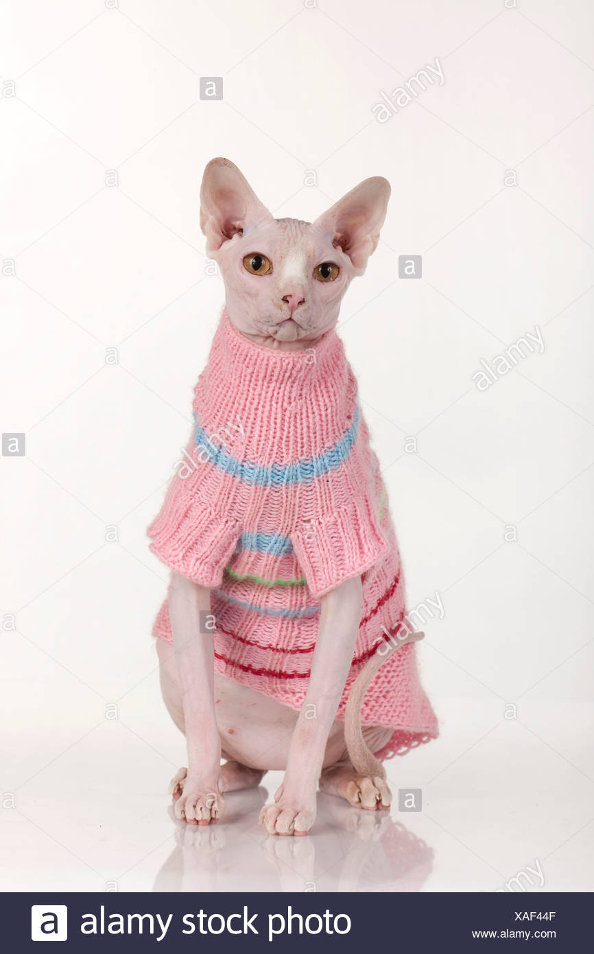sphynx dress