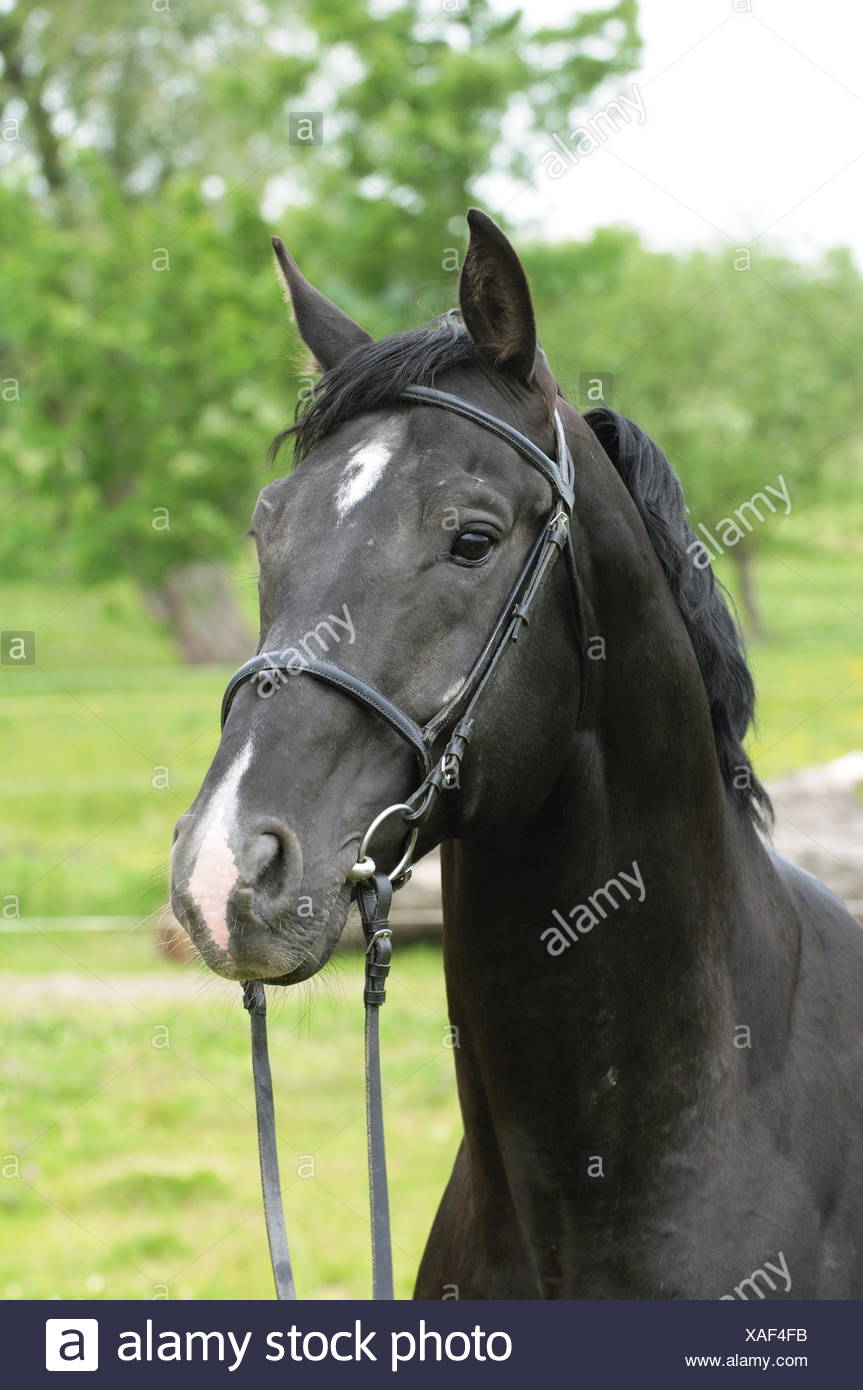 Nonius Horse Stock Photos & Nonius Horse Stock Images - Alamy