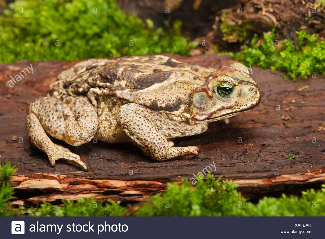 Rococo Toad High Resolution Stock Photography and Images - Alamy