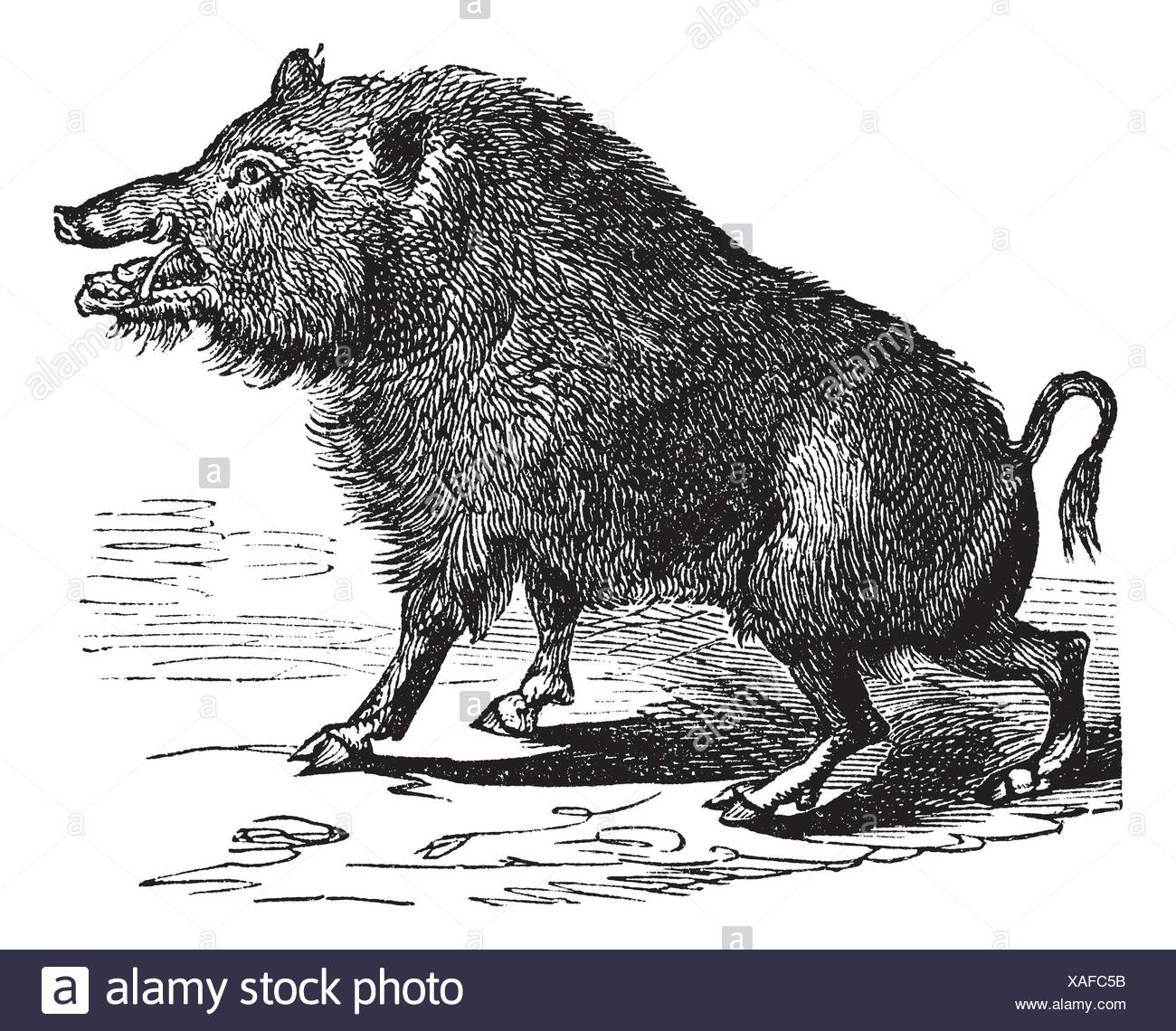 Wild Boar Or Sus Scrofa Or Wild Pig Or Wild Hog Or Razorback Or Boar Or European Boar Vintage Engraving Old Engraved Illustration Of Wild Boar Stock Photo Alamy Il cuoio di 4 mm è conciato al vegetale e gli. https www alamy com wild boar or sus scrofa or wild pig or wild hog or razorback or boar or european boar vintage engraving old engraved illustration of wild boar image281851287 html