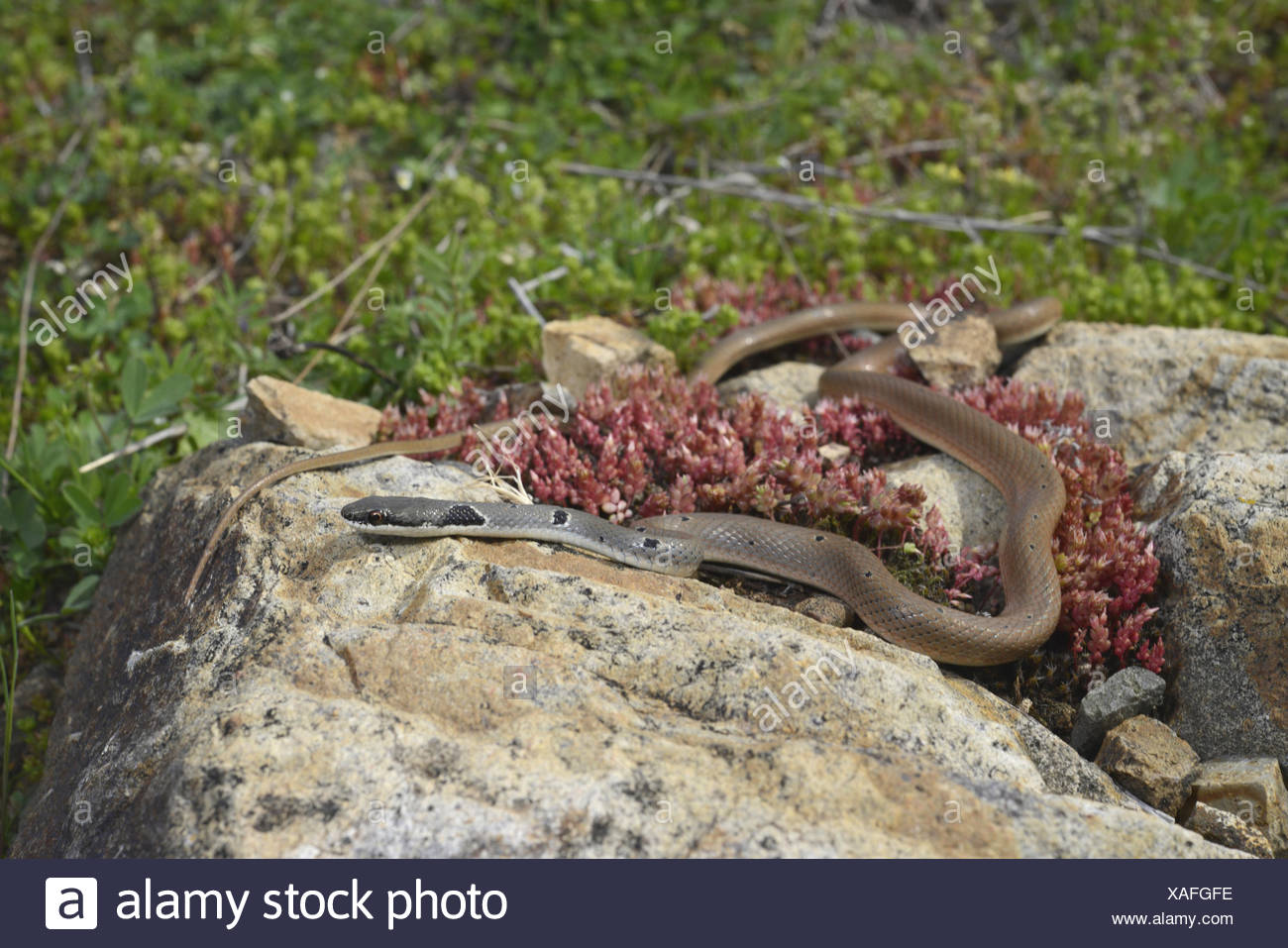 Dahls Whip Snake High Resolution Stock Photography and Images - Alamy