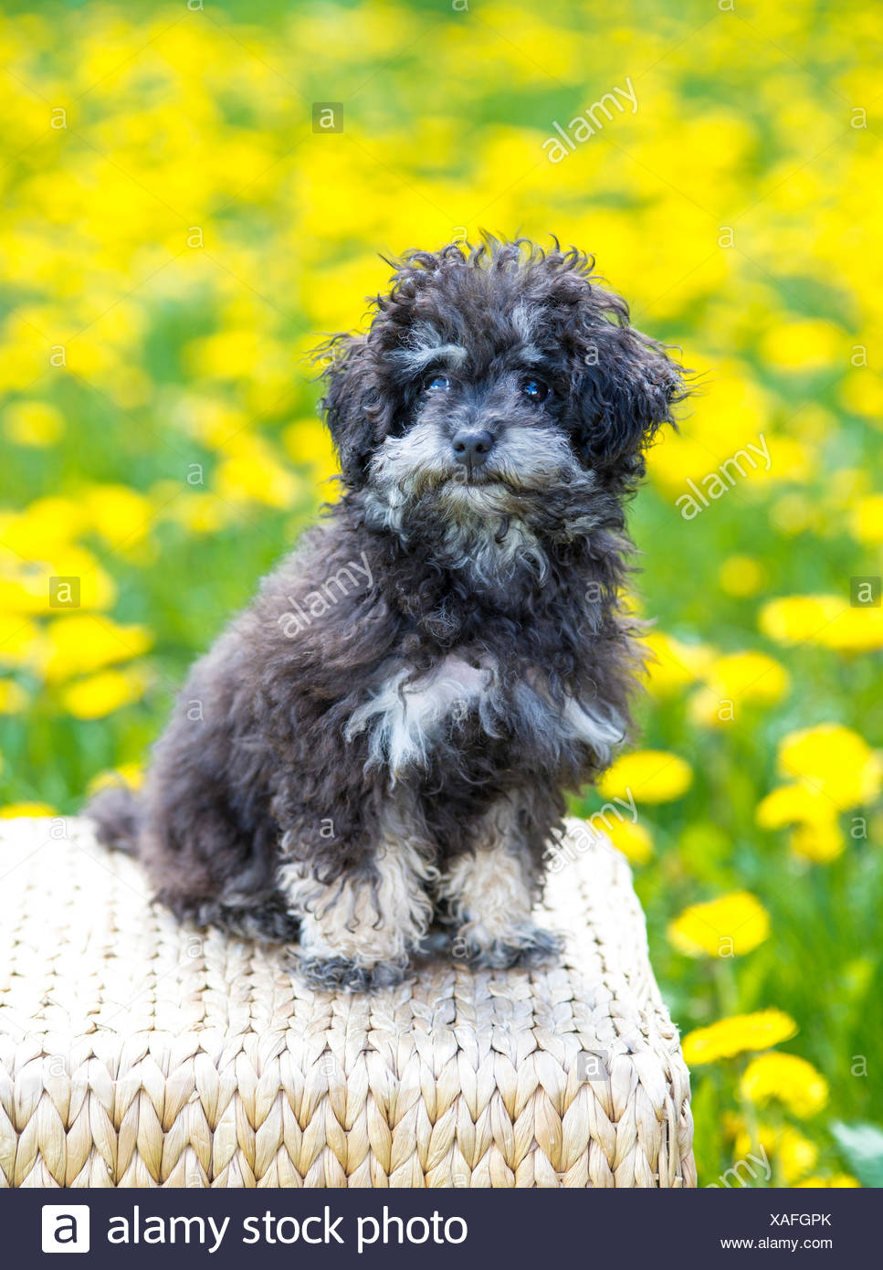 tan toy poodle