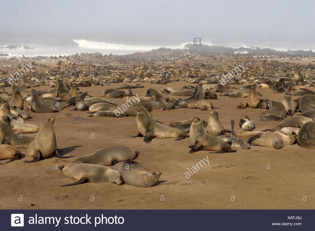 African Seals High Resolution Stock Photography and Images Alamy