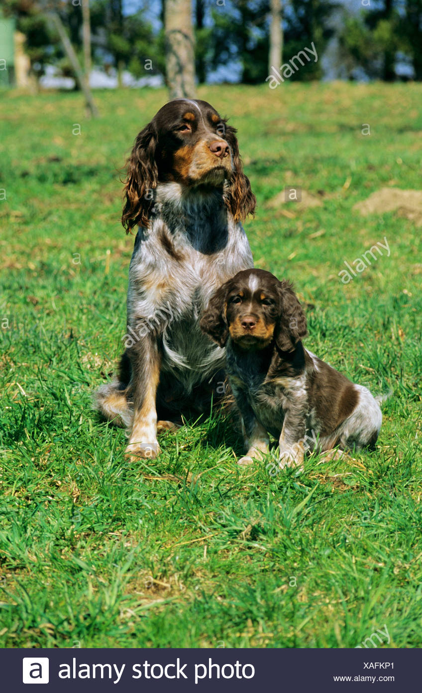 Picardy Spaniel High Resolution Stock Photography And Images Alamy