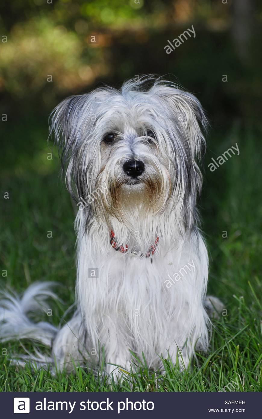 Long Haired Yorkshire Terrier Stock Photos Long Haired Yorkshire