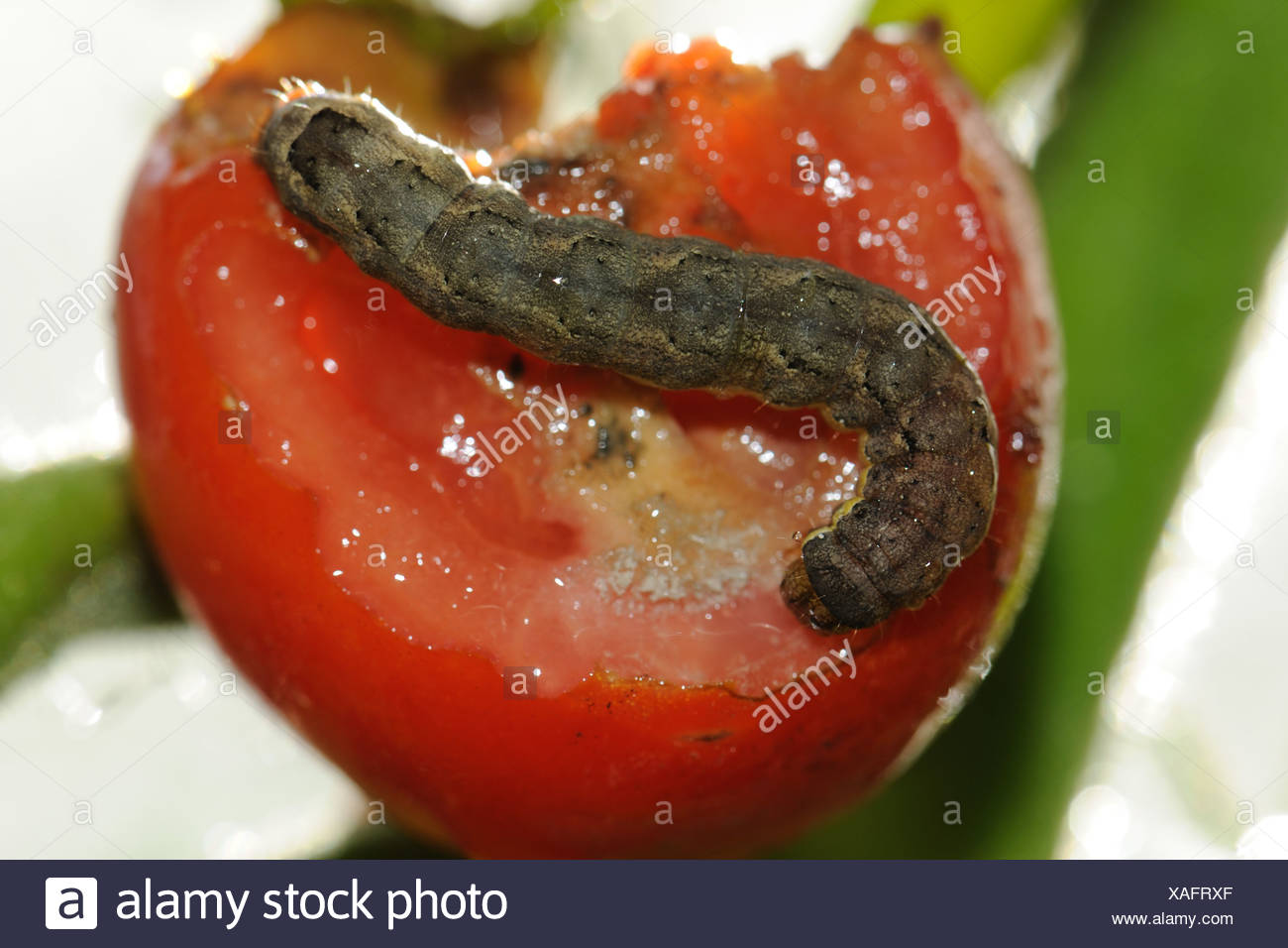 Pest And Damage High Resolution Stock Photography and Images - Alamy