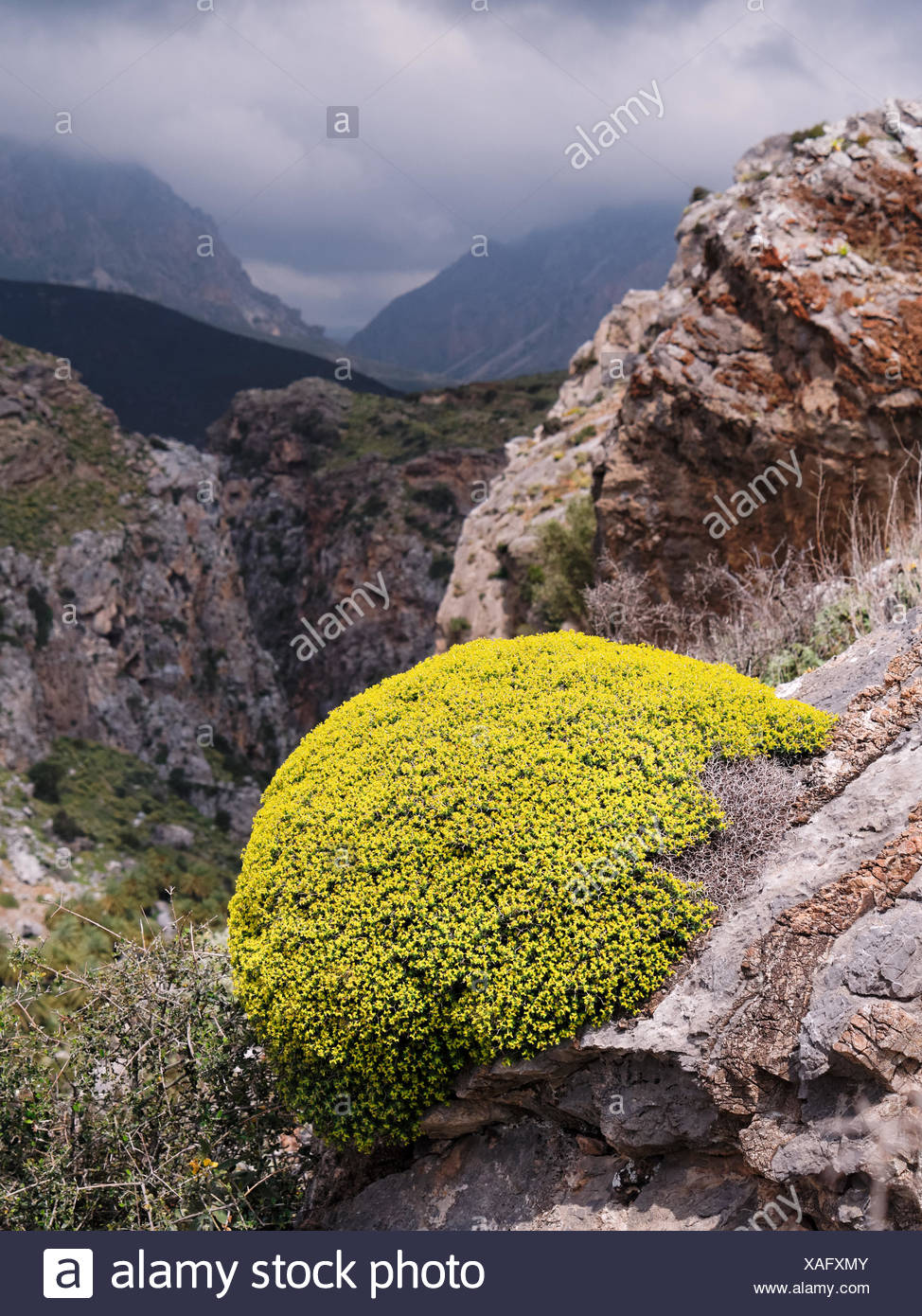 Euphorbia Acanthothamnos High Resolution Stock Photography and Images
