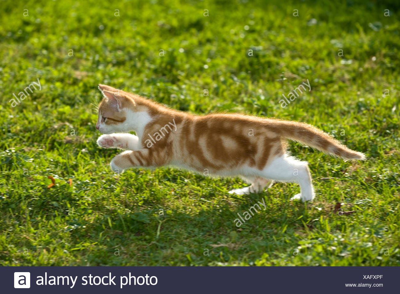 European Shorthair Cat Kitten 9 Weeks Old Running On A Meadow