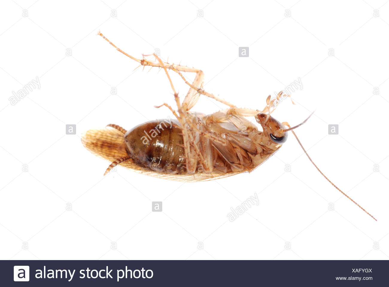 Roach Back High Resolution Stock Photography and Images - Alamy