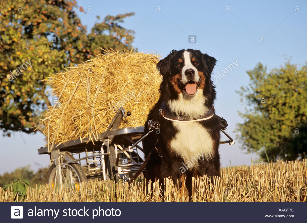 Bernese Mountain Dog Pulling Cart High Resolution Stock Photography and Images Alamy