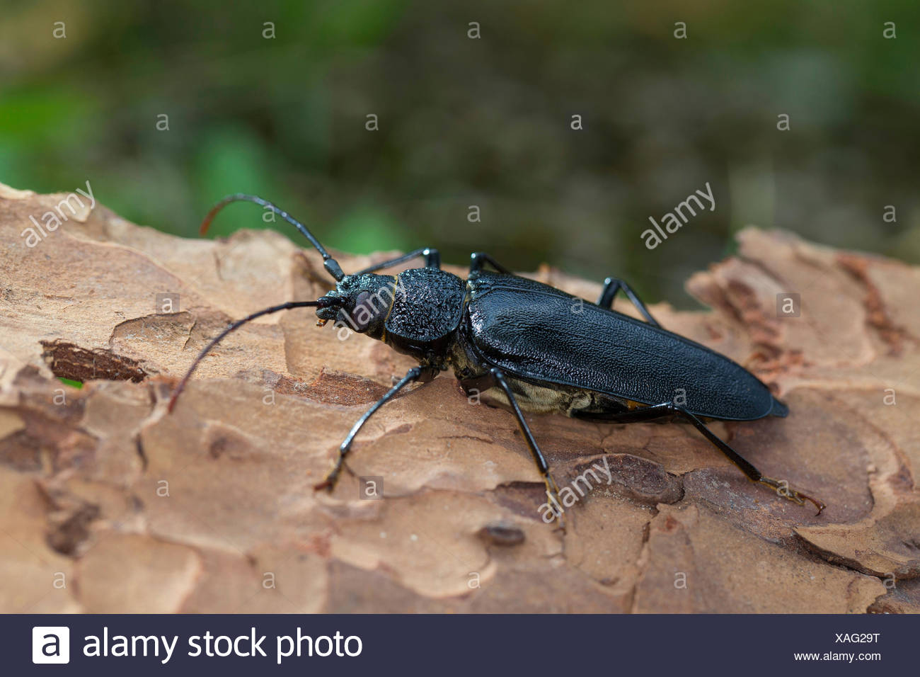 Carpenter Longhorn Ergates Faber High Resolution Stock Photography and