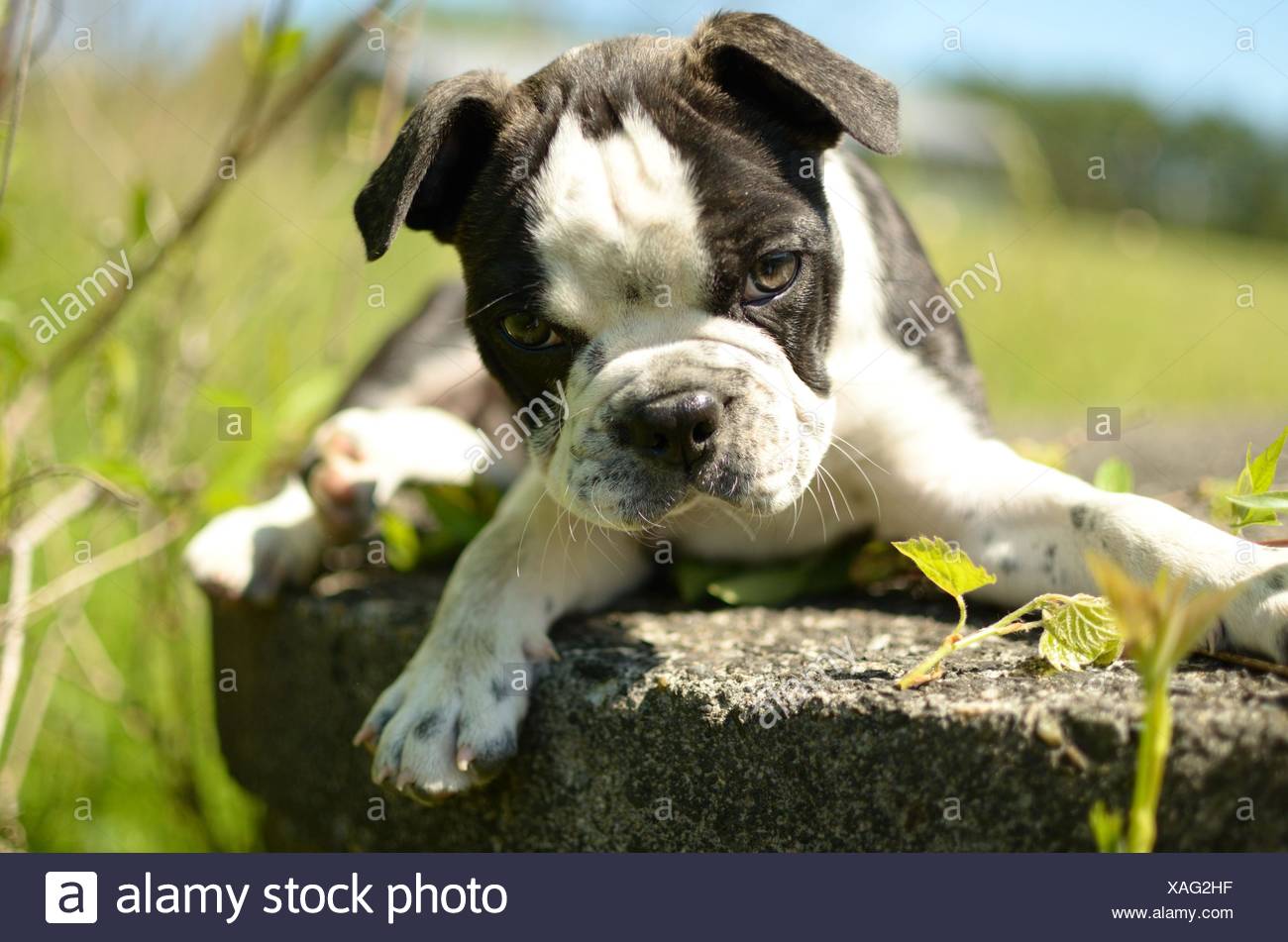 boston terrier pug puppies