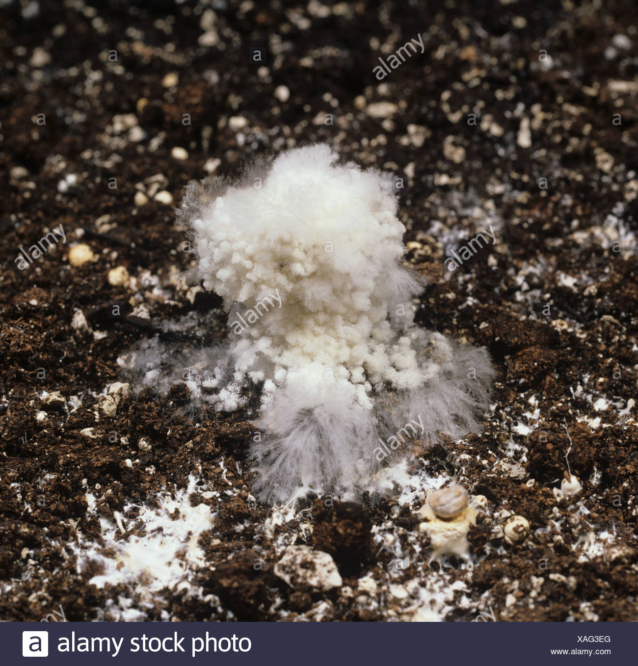Mushroom Mycelium High Resolution Stock Photography and Images - Alamy