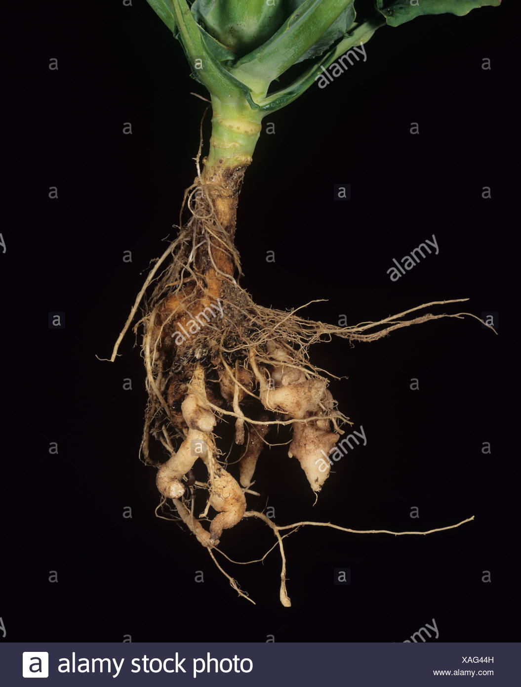 Brussel Sprouts On Stem Plant High Resolution Stock Photography and ...