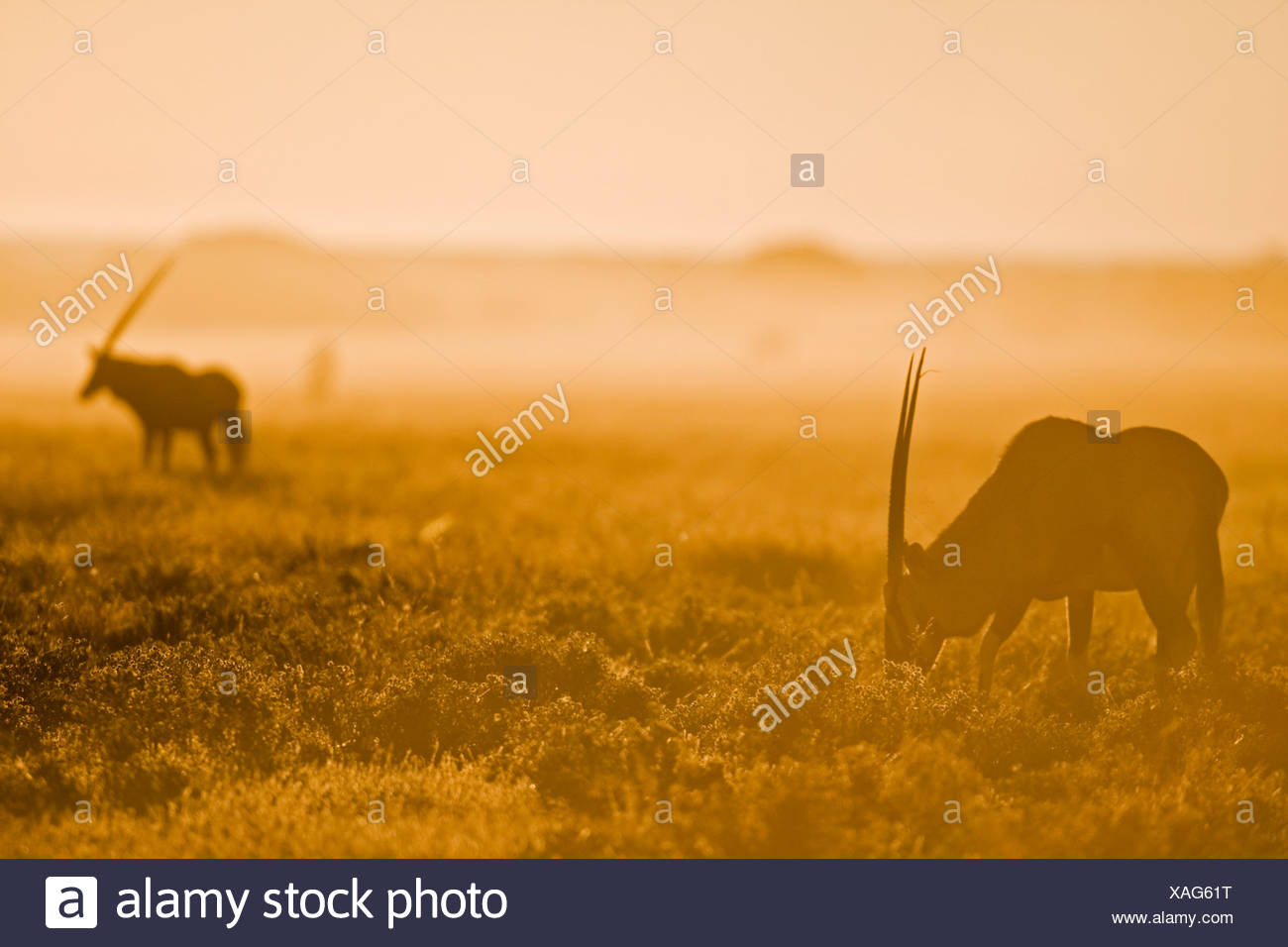Africa, Botswana, Gemsbok herd (Oryx gazella) Stock Photo