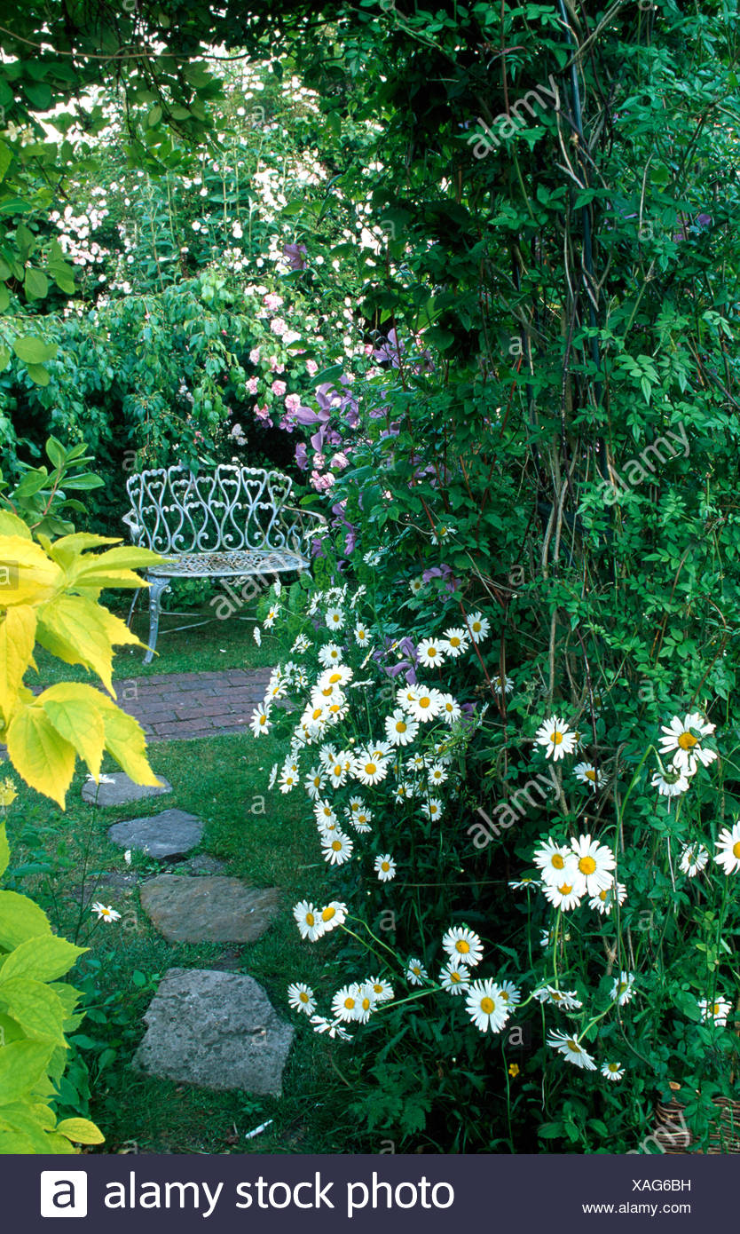 White Ox Eye Daisies Growing Beside Arch To A Small Romantic