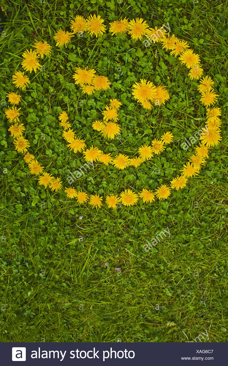 Smiley Flower Face Stock Photos & Smiley Flower Face Stock Images Alamy