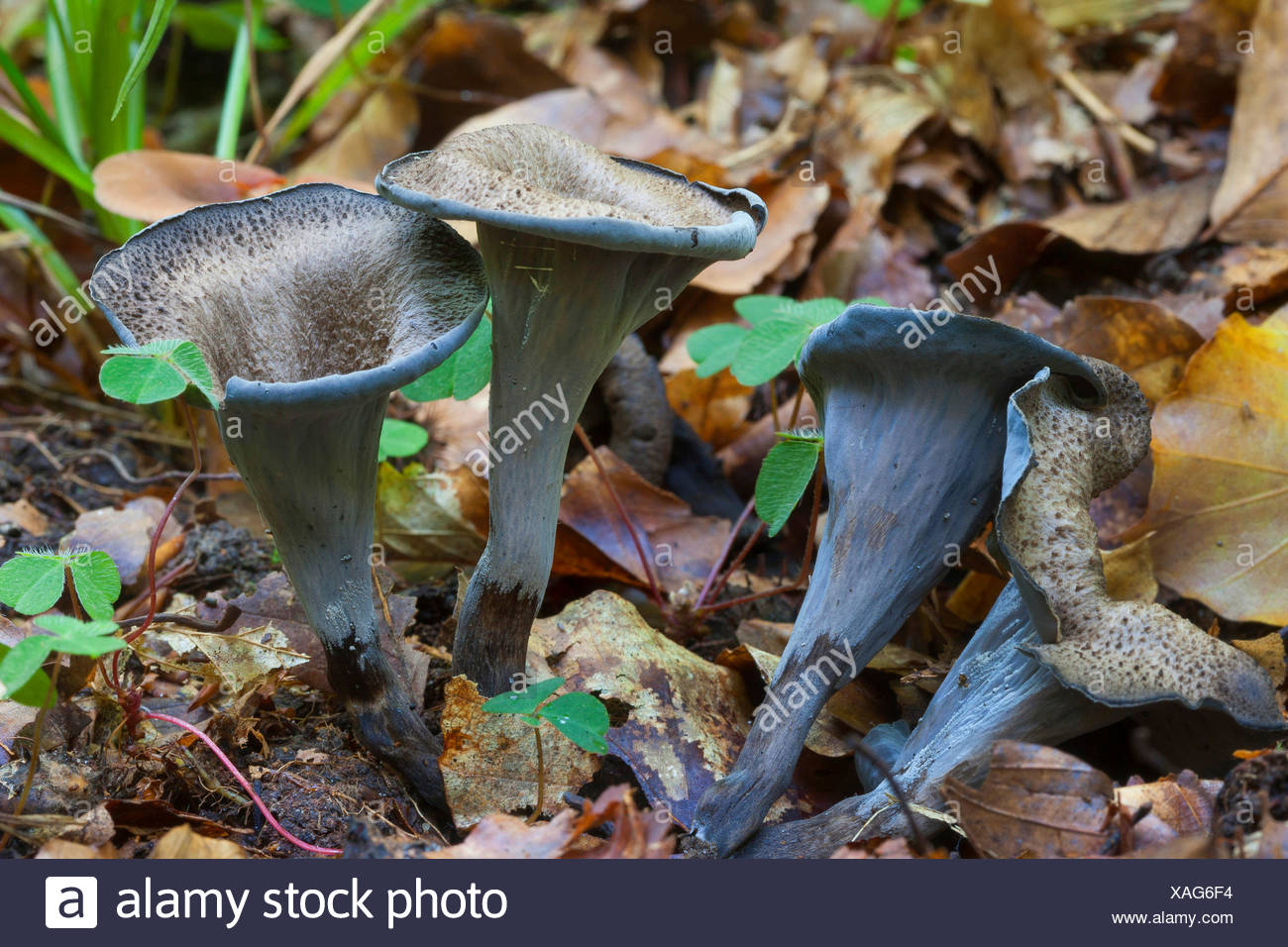 Black Trumpets Craterellus Cornucopioides High Resolution Stock black-trumpets-craterellus-cornucopioides-high-resolution-stock