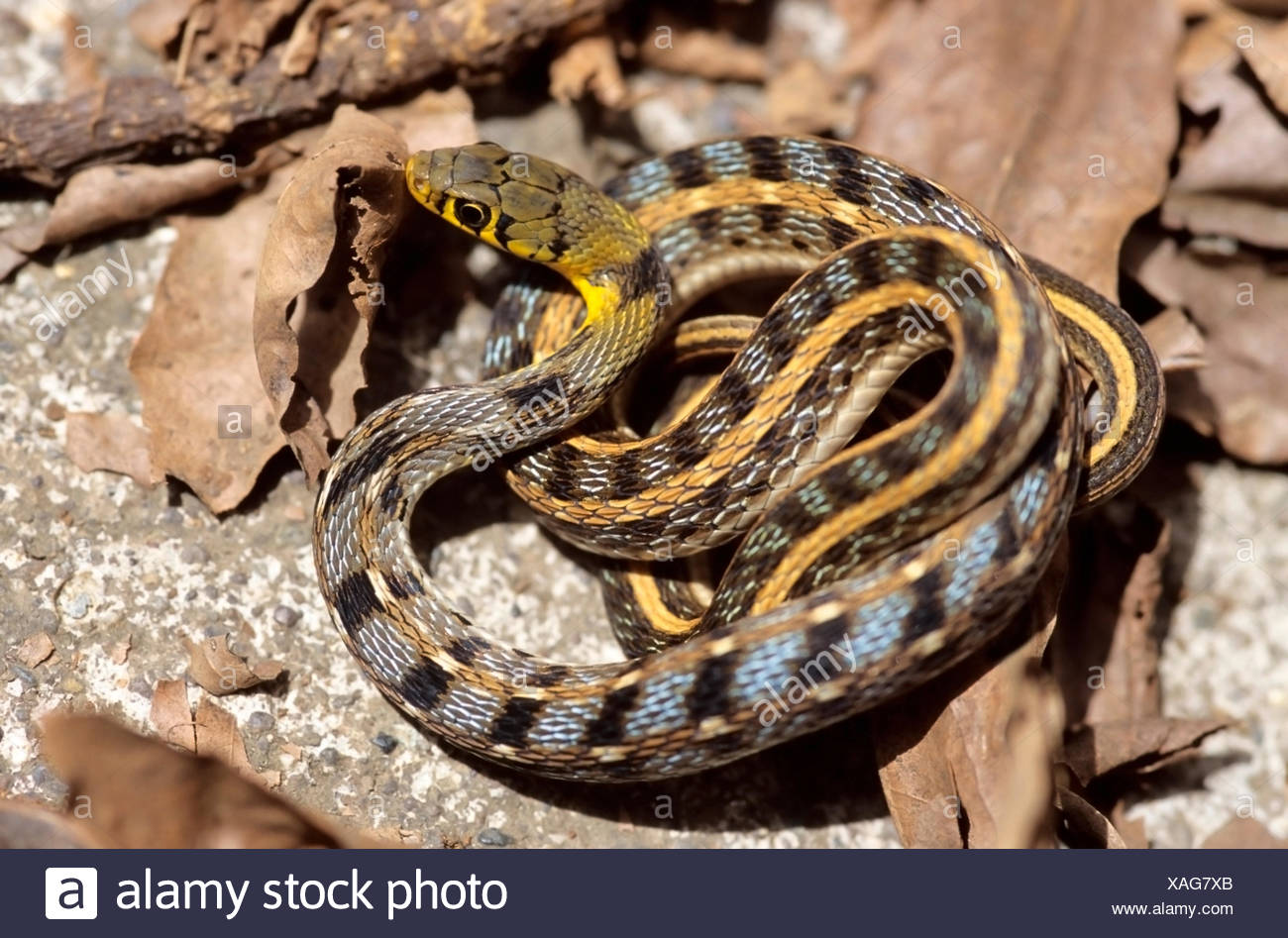 Keeled Scales Stock Photos & Keeled Scales Stock Images Alamy