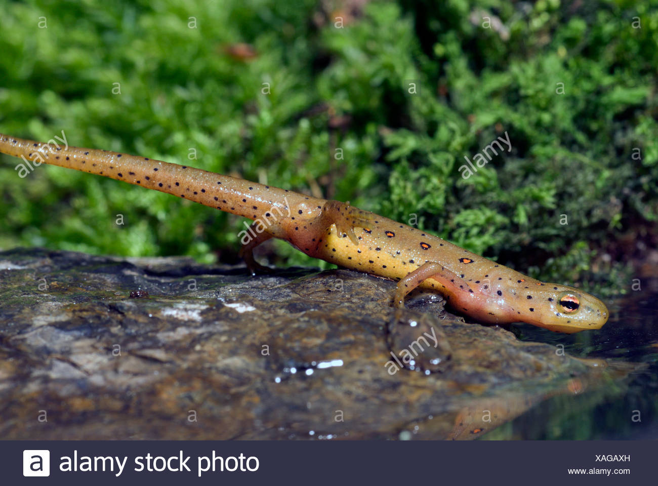 eft, red-spotted newt, red eft, eastern newt (Notophthalmus viridescens), on a stone Stock Photo