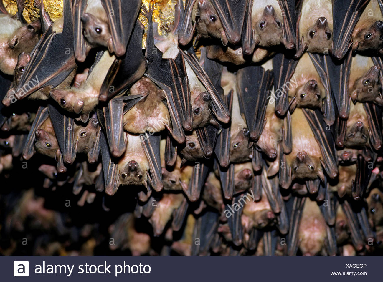 Uganda Queen Elizabeth National Park Bat Cave Bats Hanging From