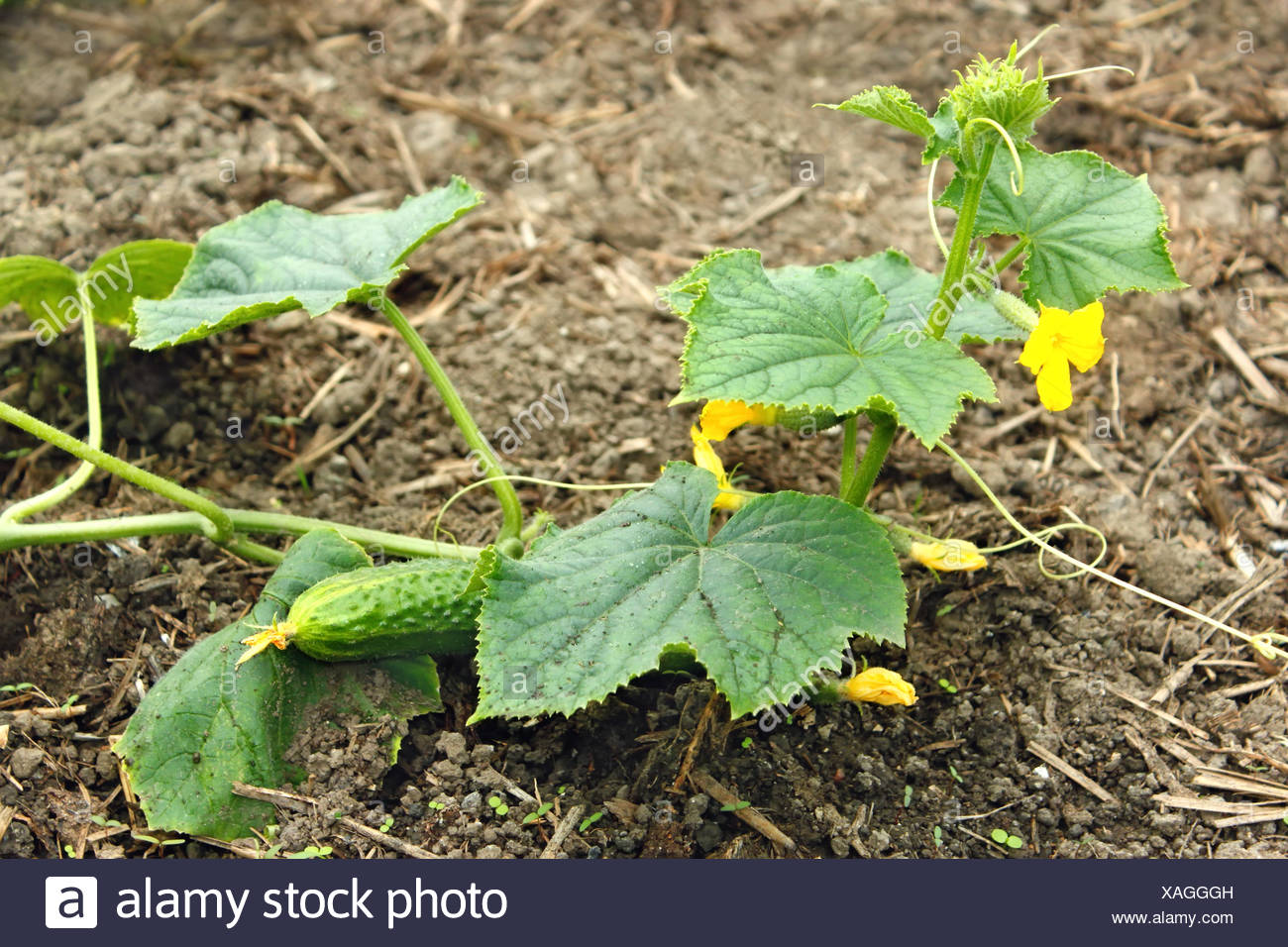 Young Cucumber Plants High Resolution Stock Photography and Images Alamy