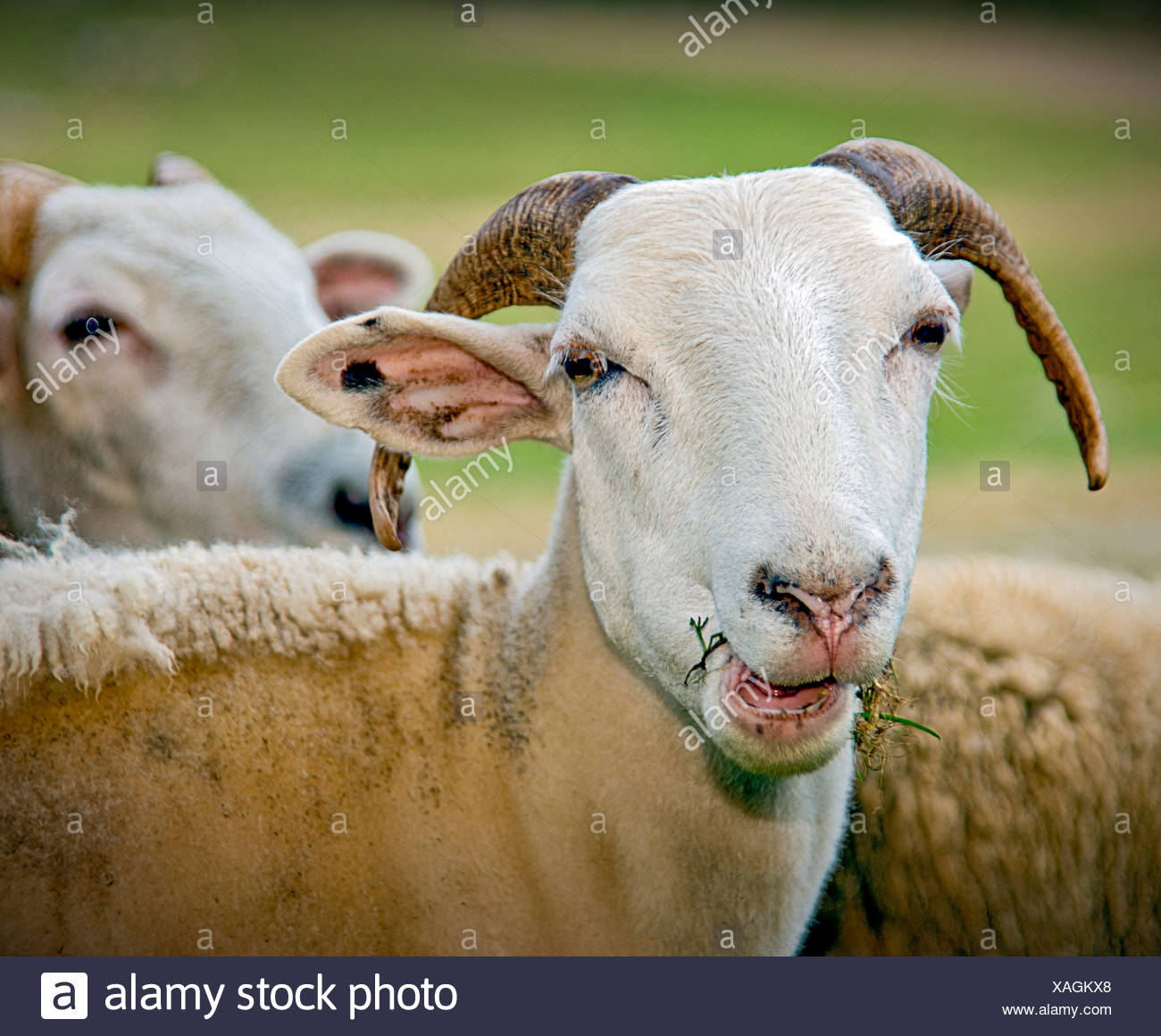 Sheep Head Closeup Stock Photos & Sheep Head Closeup Stock Images Alamy