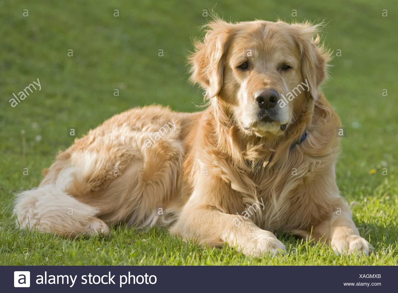 golden meadows retrievers
