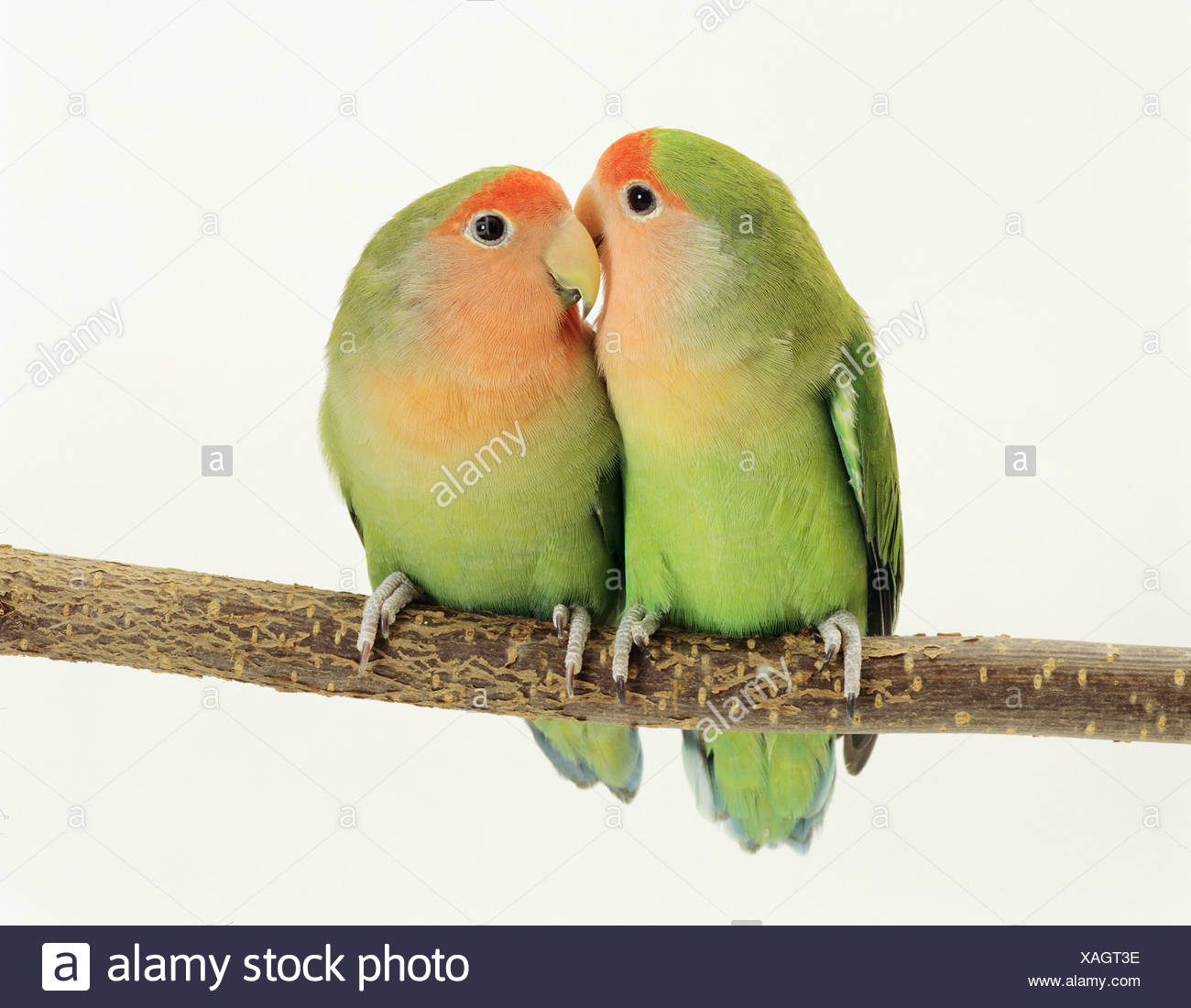 bill-and-coo-high-resolution-stock-photography-and-images-alamy