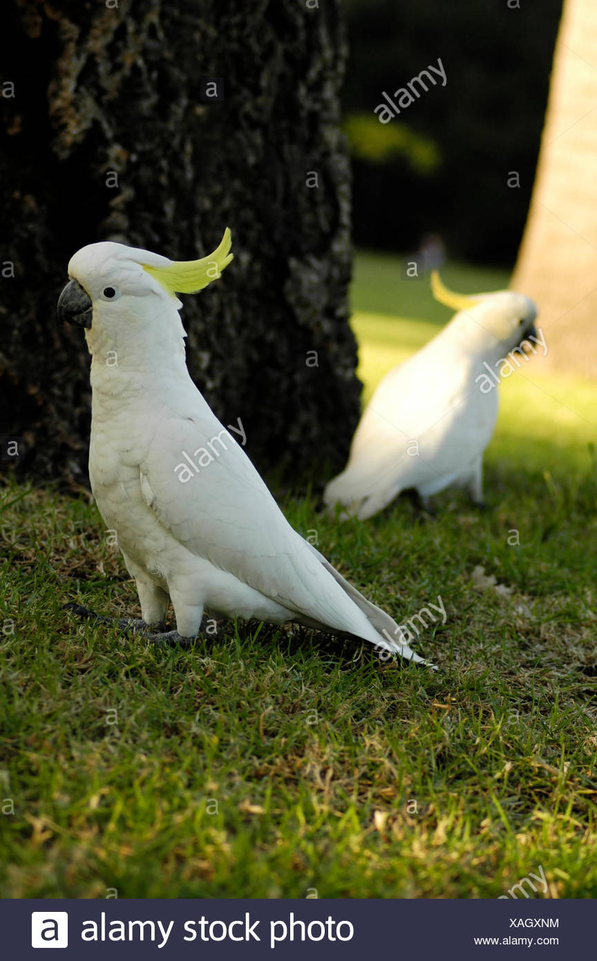 park bird birds australia australian parrot white beautiful beauteously  nice Stock Photo - Alamy