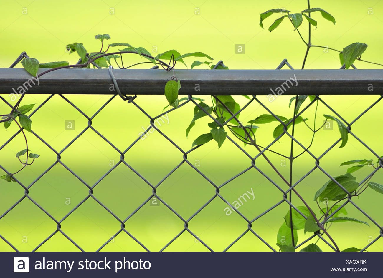 Vine On Fence High Resolution Stock Photography and Images - Alamy