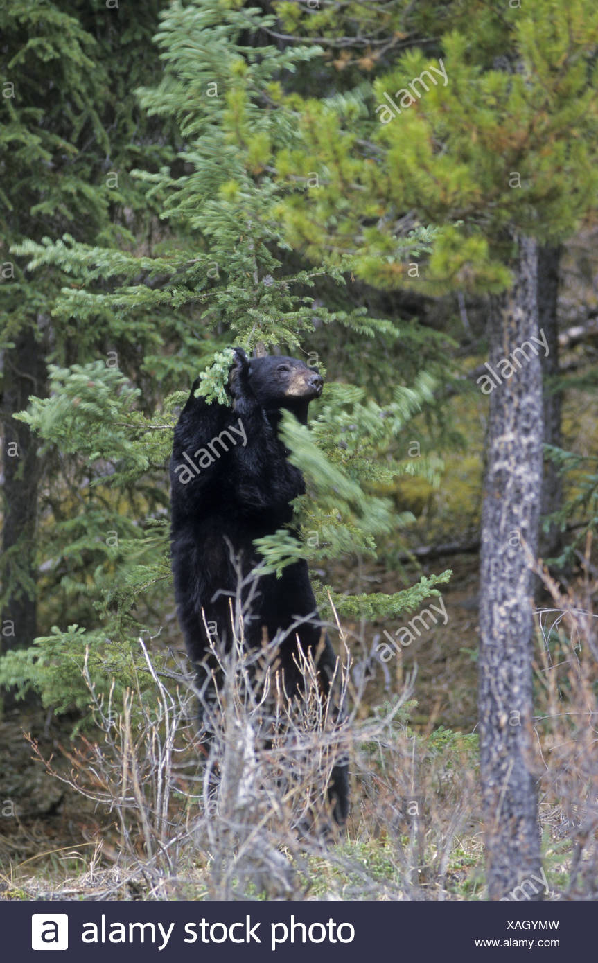 Bear Scratching On Tree High Resolution Stock Photography and Images