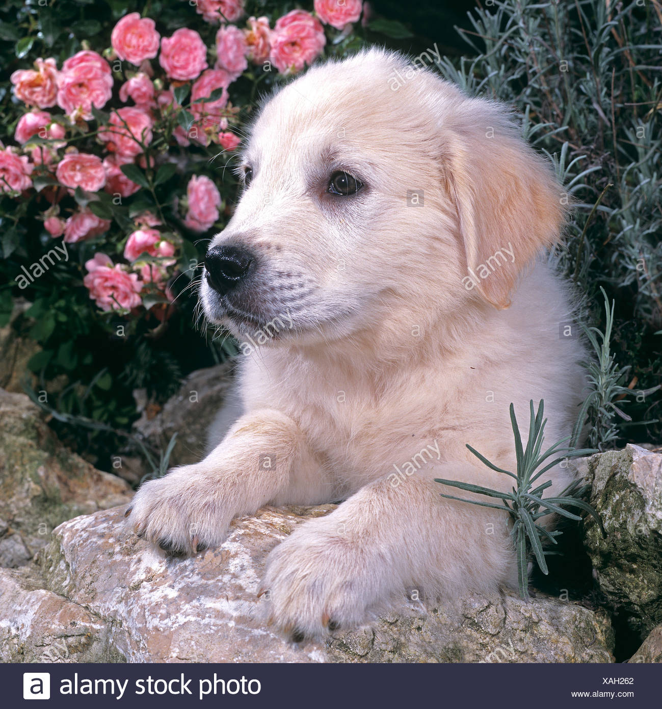 Kuvasz Puppy Stock Photos Kuvasz Puppy Stock Images Alamy