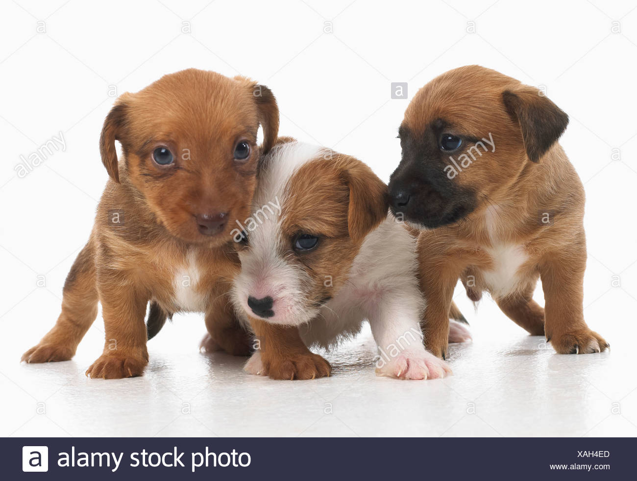 jack russell x lakeland terrier