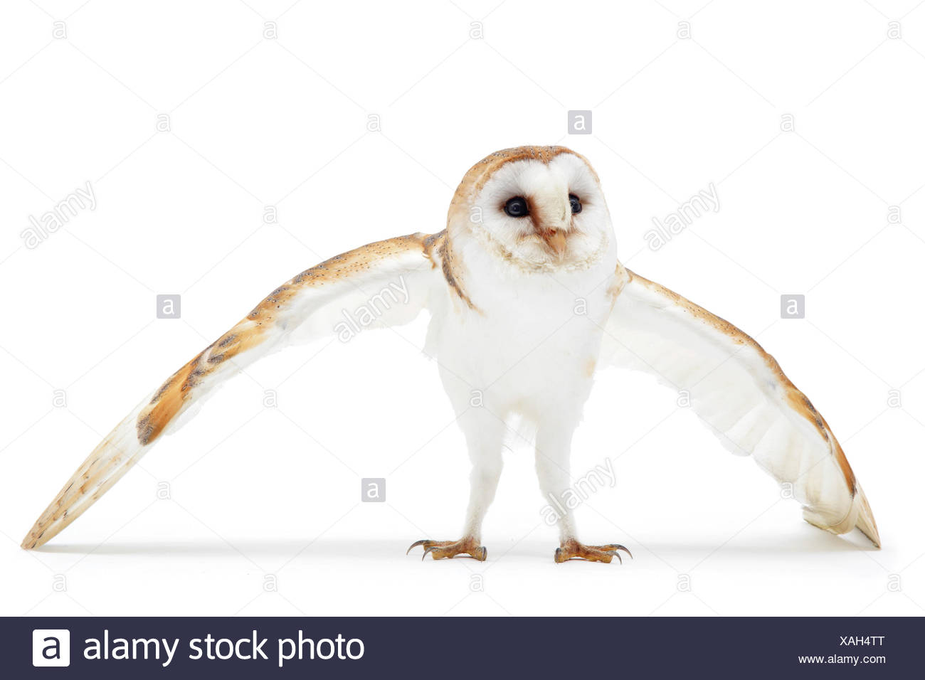 Female Barn Owl Tyto Alba Defensive Posture Captive Surrey