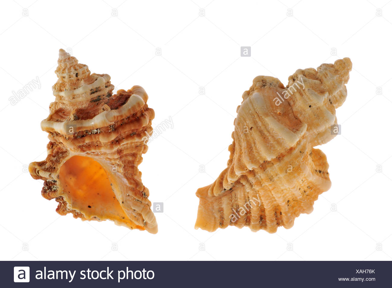 Sting winkle / Oyster drill / Hedgehog Murex (Ocenebra erinacea) shells, Brittany, France Stock Photo