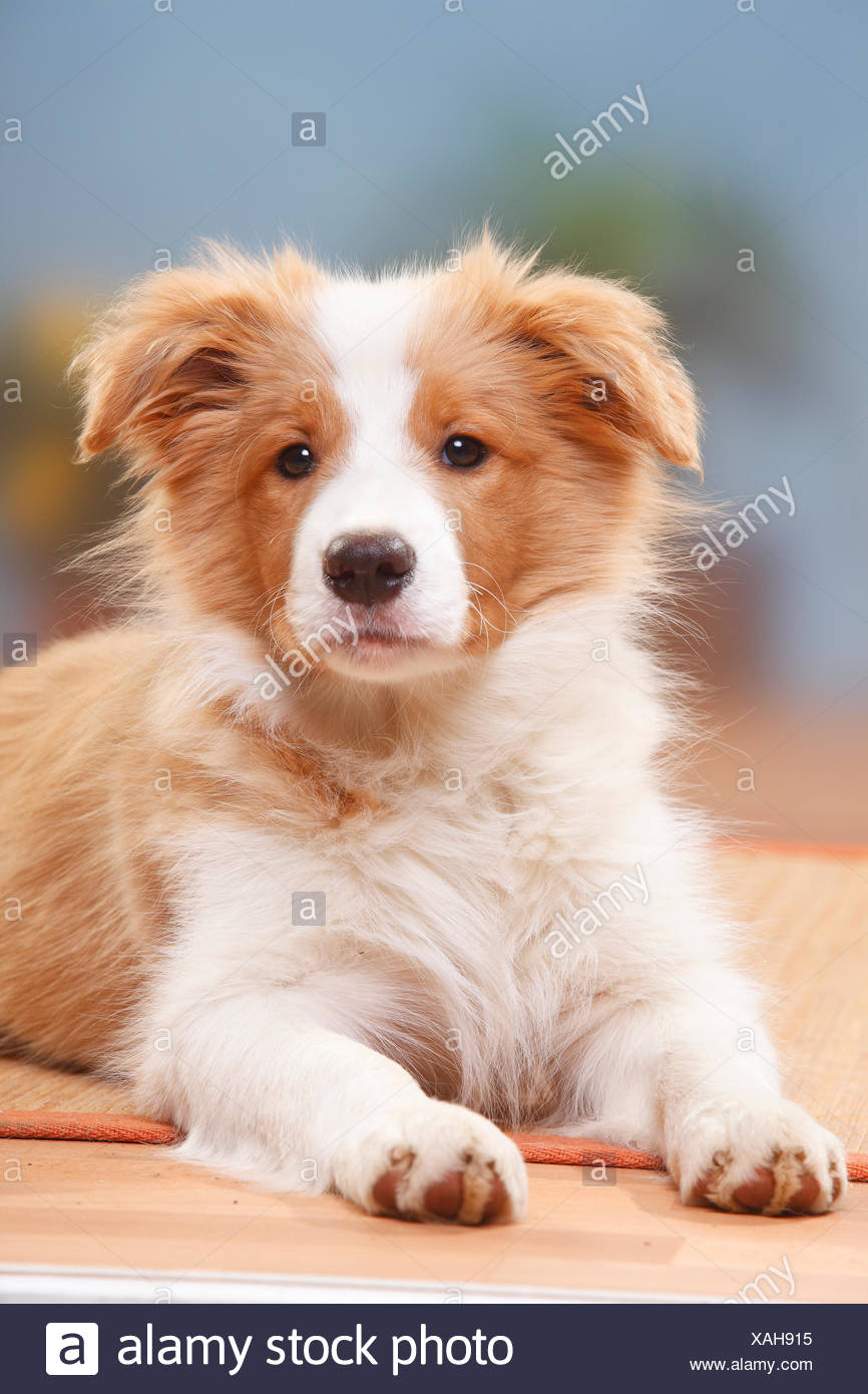 red border collie puppies for sale near me