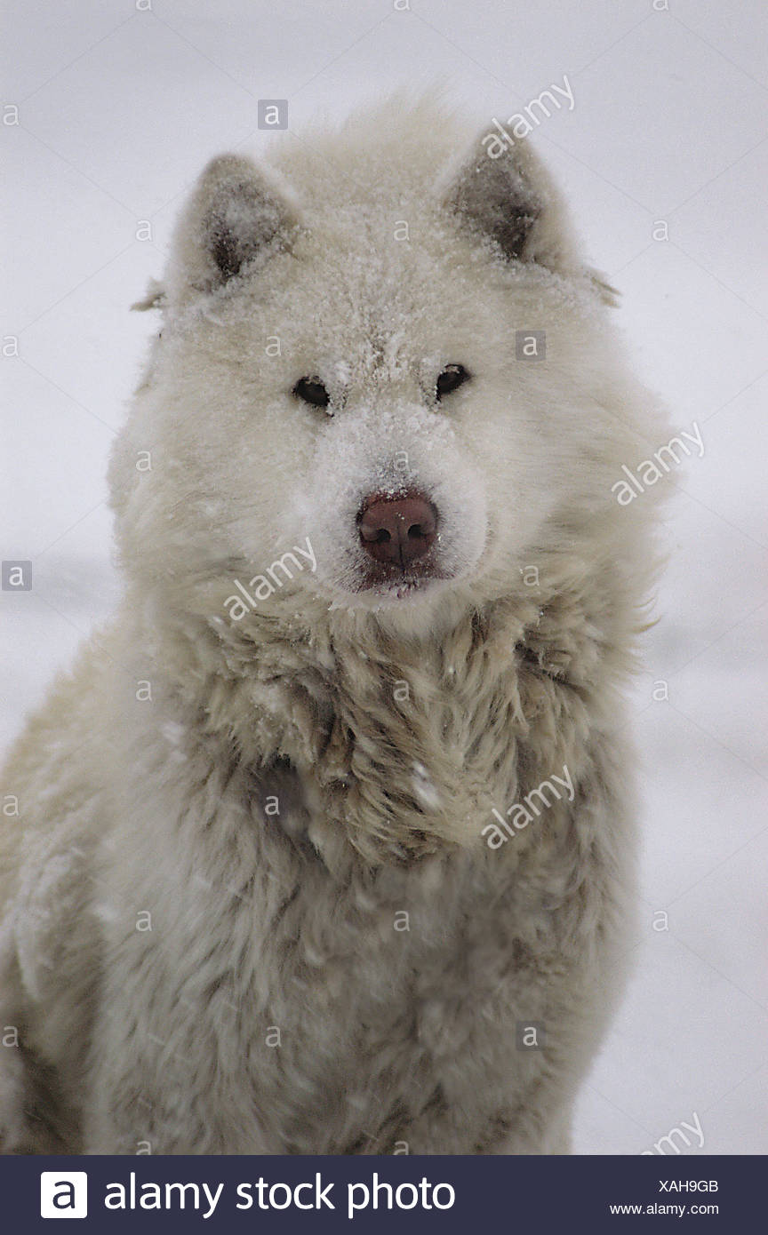 Canadian Eskimo Dog High Resolution Stock Photography and Images Alamy