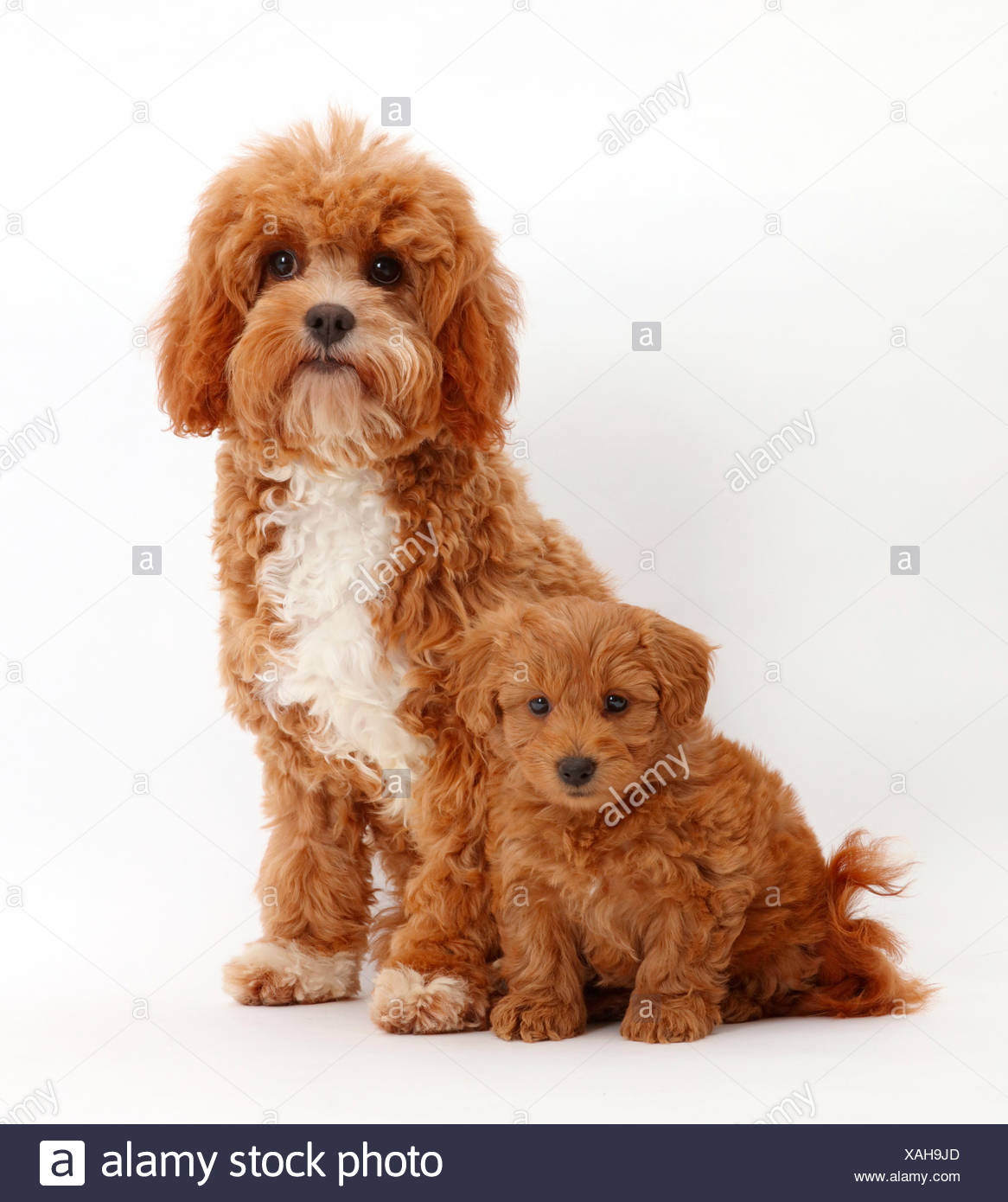 Page 3 Designer Breeds High Resolution Stock Photography And Images Alamy