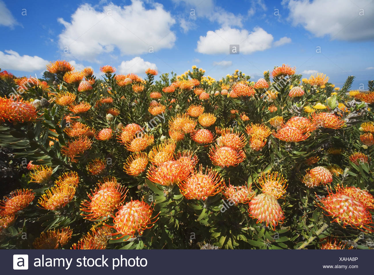 Hawaiian Protea Stock Photos & Hawaiian Protea Stock Images Alamy
