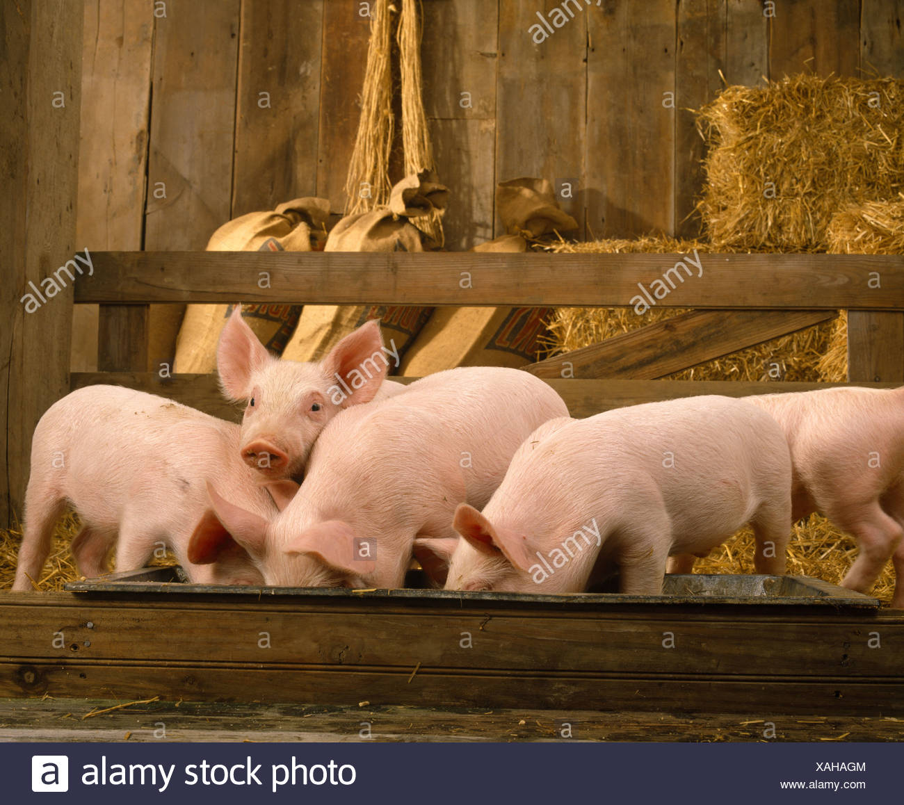 Swine 6 Stock Photos Swine 6 Stock Images Alamy
