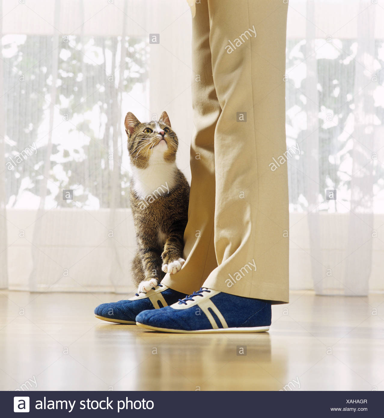 Domestic cat rubbing against legs of owner Stock Photo - Alamy