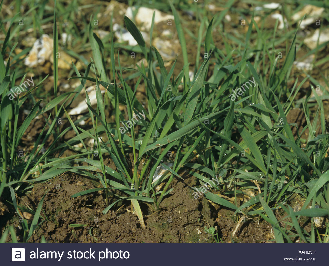 Couch Agropyron Repens Shoot Growing Among Young Wheat Seedlings