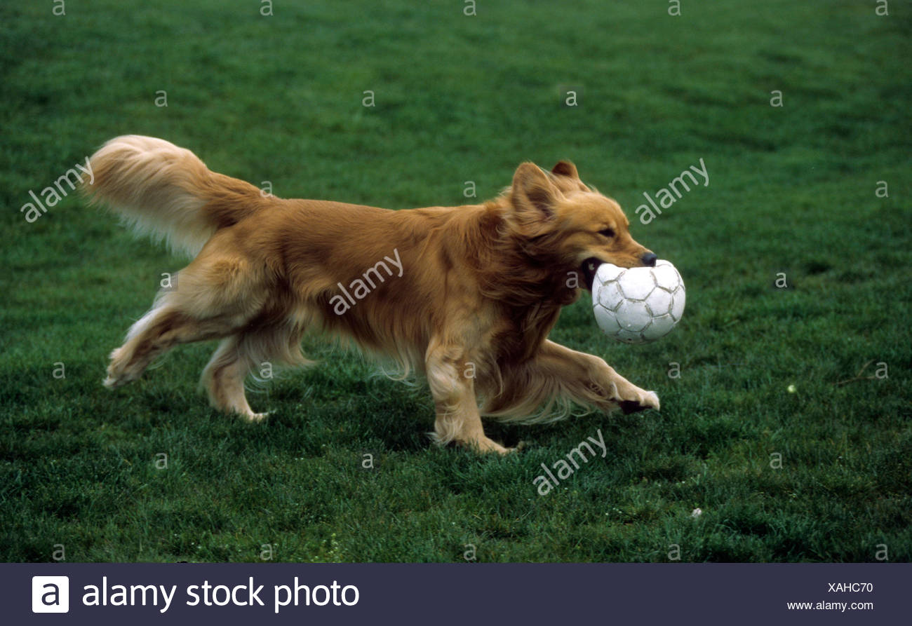 golden retriever balls in mouth