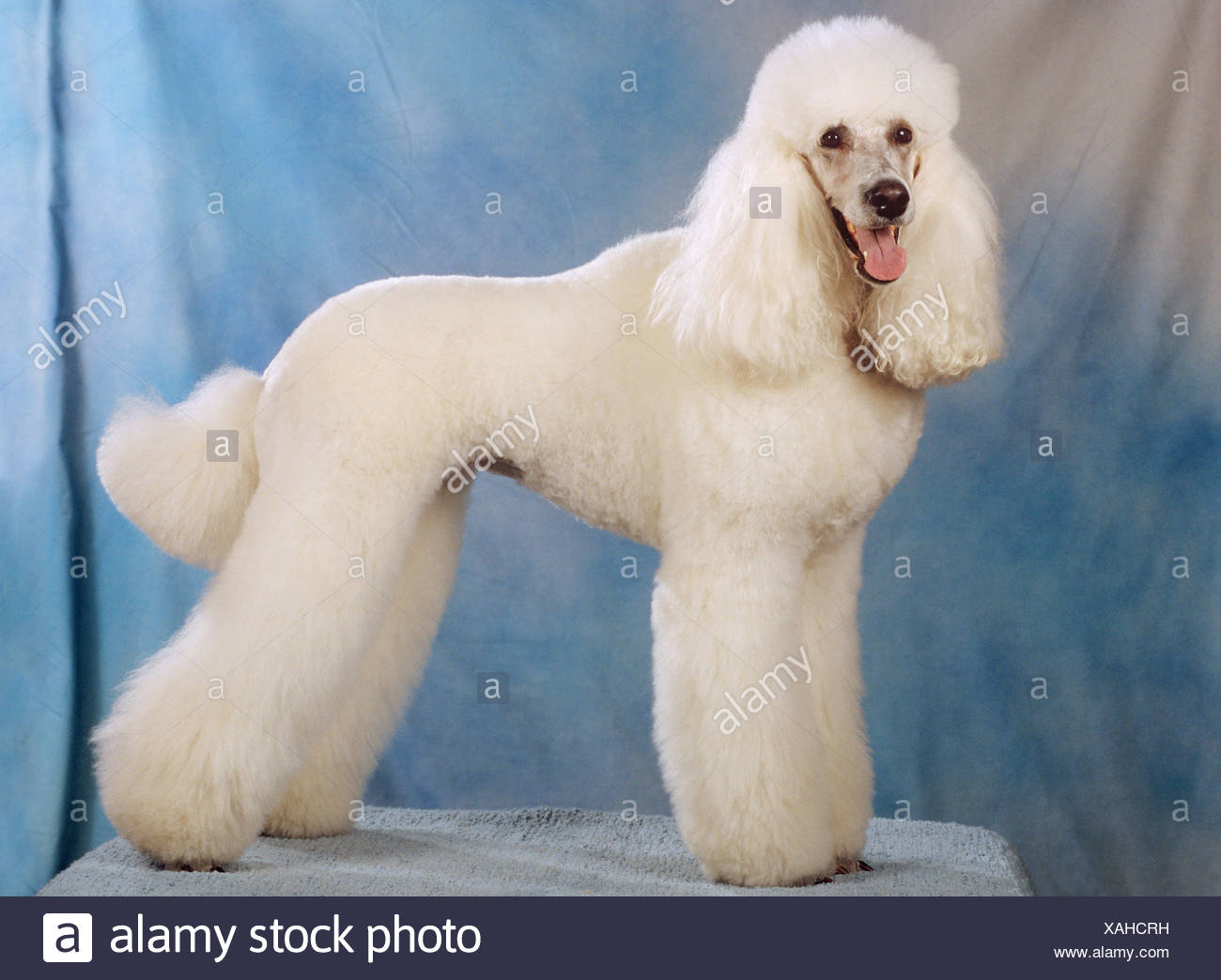 white giant dog