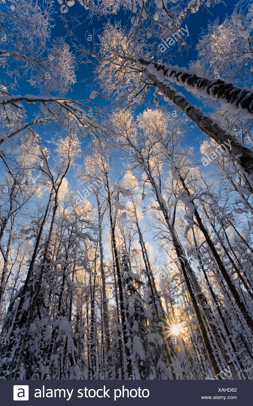 Overhead View Of Snow Laden Forest Far North Bicentennial Park Anchorage Alaska Winter Stock Photo Alamy