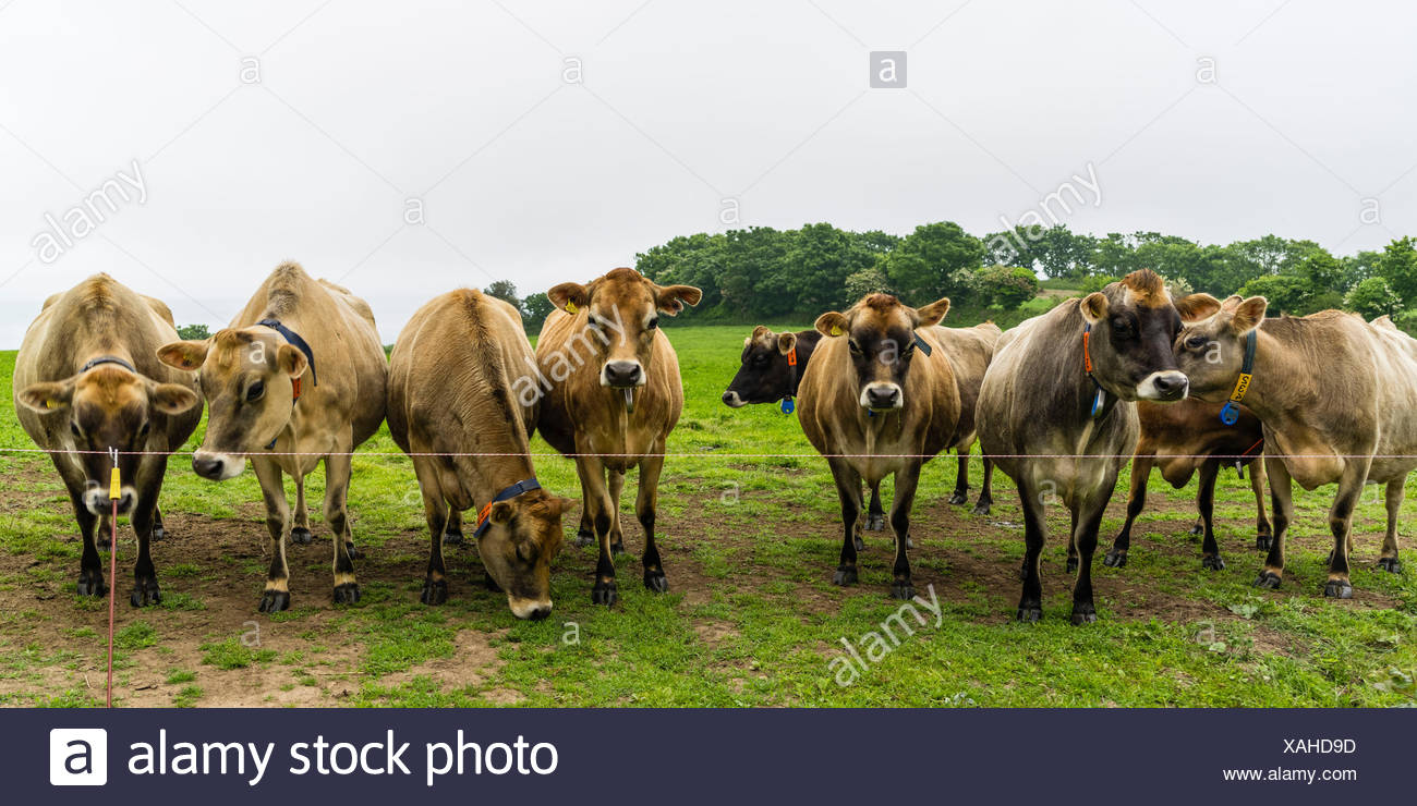 Jersey Cattle High Resolution Stock Photography and Images - Alamy