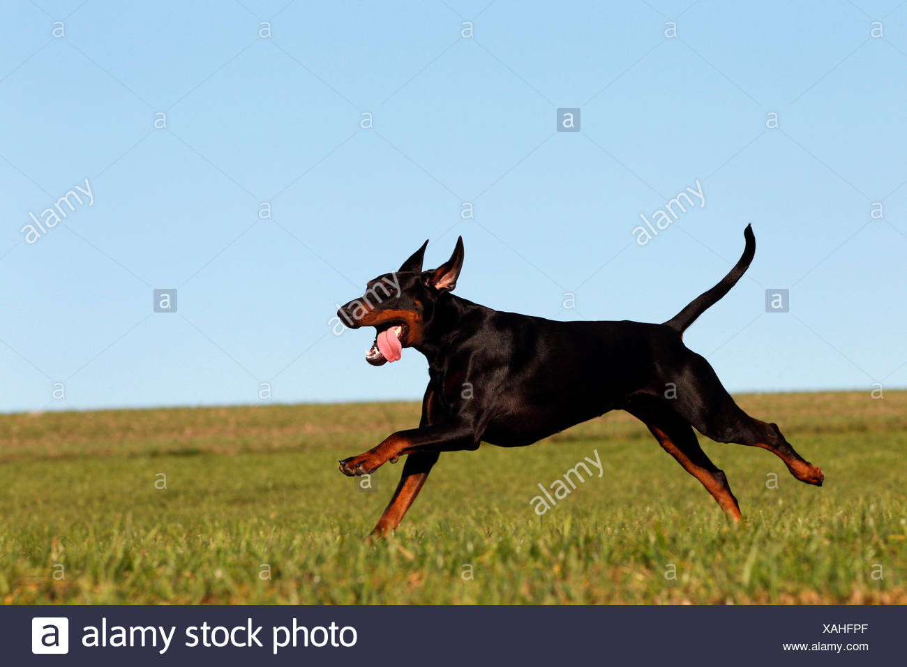Page 3 Dog Dobermann Doberman Pinscher Adult High Resolution Stock Photography And Images Alamy